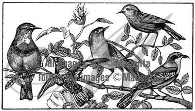Birds/Birdhouses/Birdcages