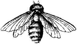 Bugs