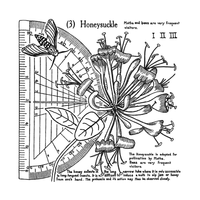 Crafty Individuals - Unmounted Rubber Stamp - 620 - Honeysuckle (3)
