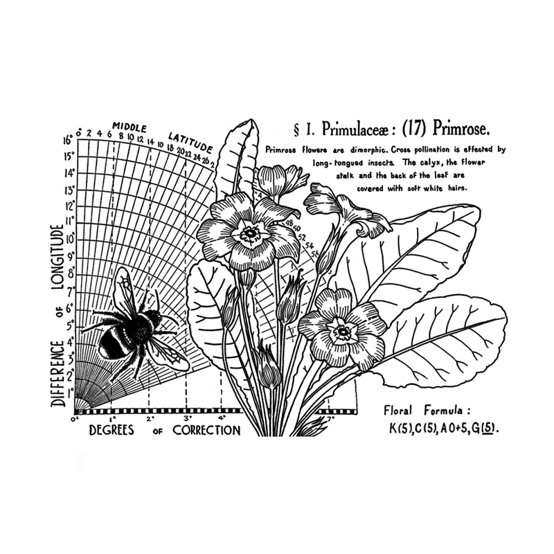 Crafty Individuals - Unmounted Rubber Stamp - 621 - Primrose (17)